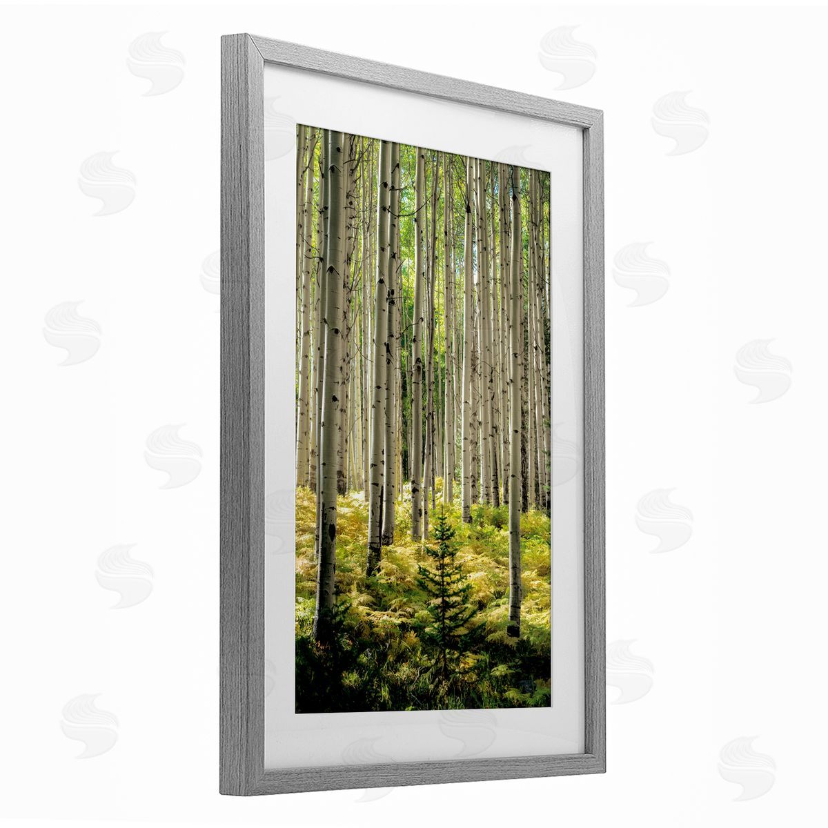 D. Burt Small And Tall Birch Forest Canvas Wall Art Print
