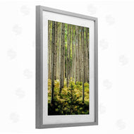 D. Burt | Small And Tall Birch Forest