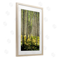 D. Burt | Small And Tall Birch Forest