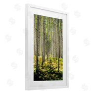 D. Burt | Small And Tall Birch Forest