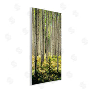 D. Burt | Small And Tall Birch Forest