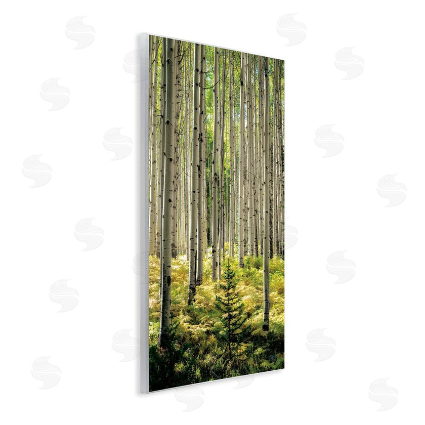 D. Burt | Small And Tall Birch Forest
