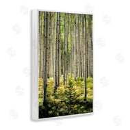 D. Burt | Small And Tall Birch Forest