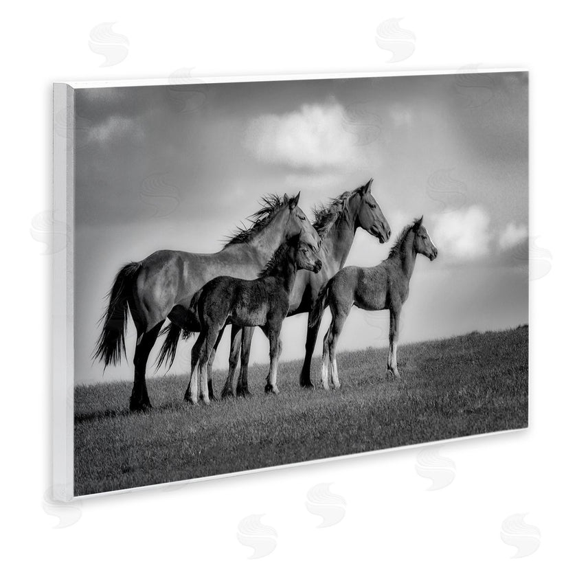 Wendy Caro | Babies On Board Horse Family