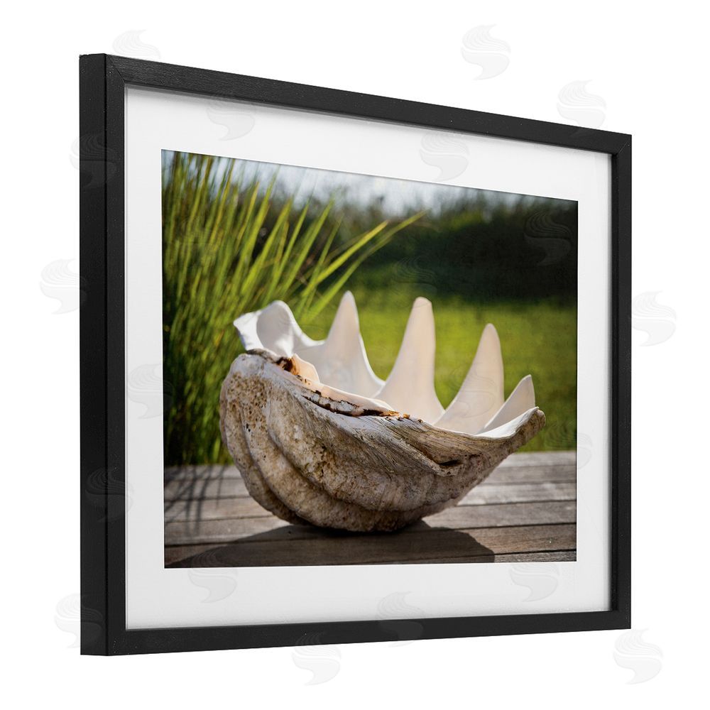 Seven Trees Design Sea Treasure Shell Black Framed Print Under Glass with White Mat Wall Art