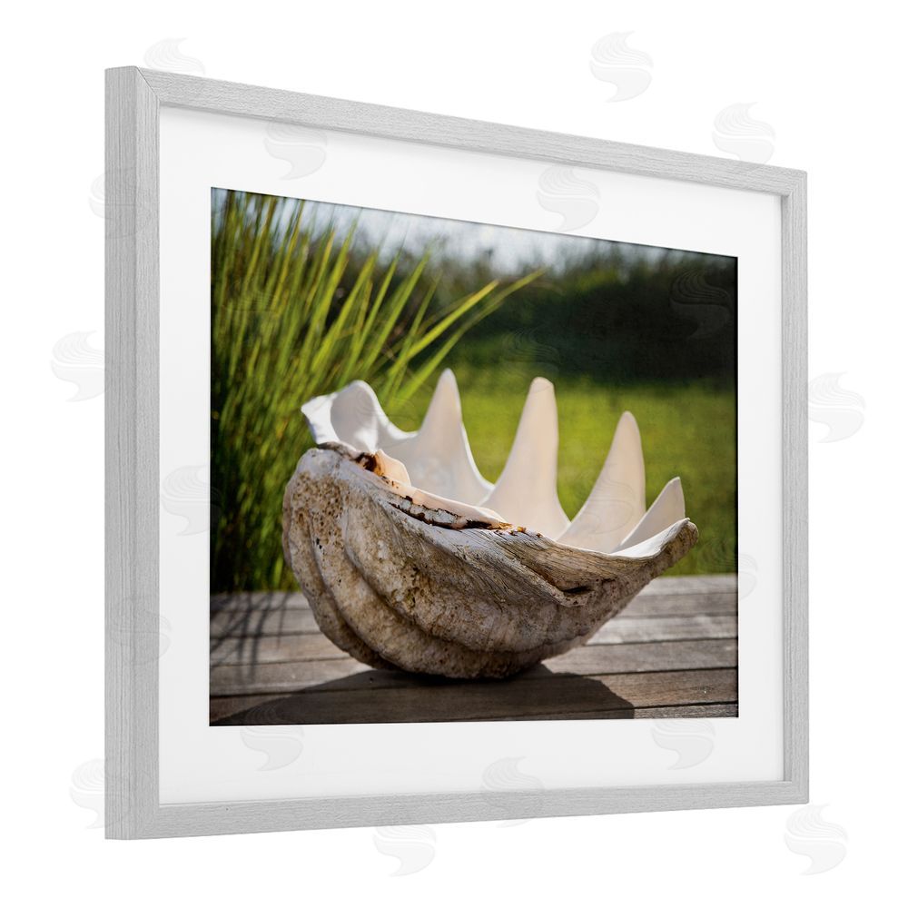 Seven Trees Design Sea Treasure Shell Gray Framed Print Under Glass with White Mat Wall Art