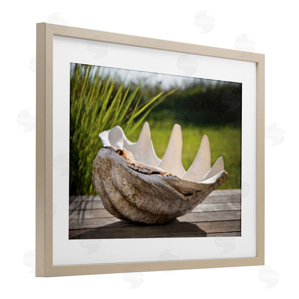 Seven Trees Design Sea Treasure Shell Birch Framed Print Under Glass with White Mat Wall Art