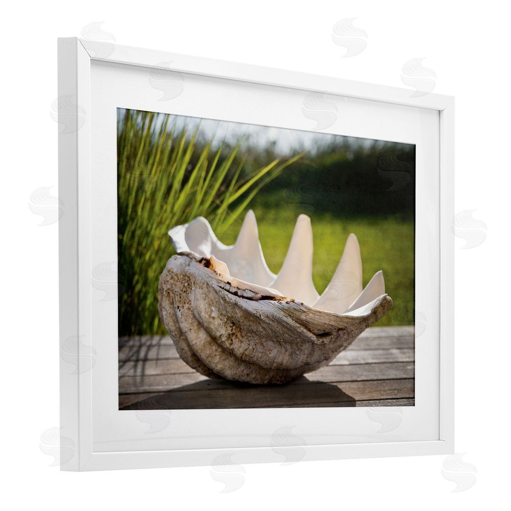 Seven Trees Design Sea Treasure Shell White Framed Print Under Glass with Mat Wall Art
