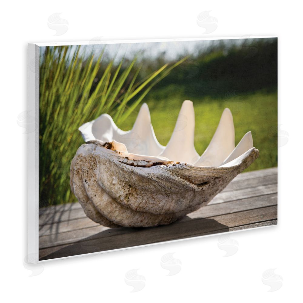 Seven Trees Design Sea Treasure Shell Wall Plaque Art Print
