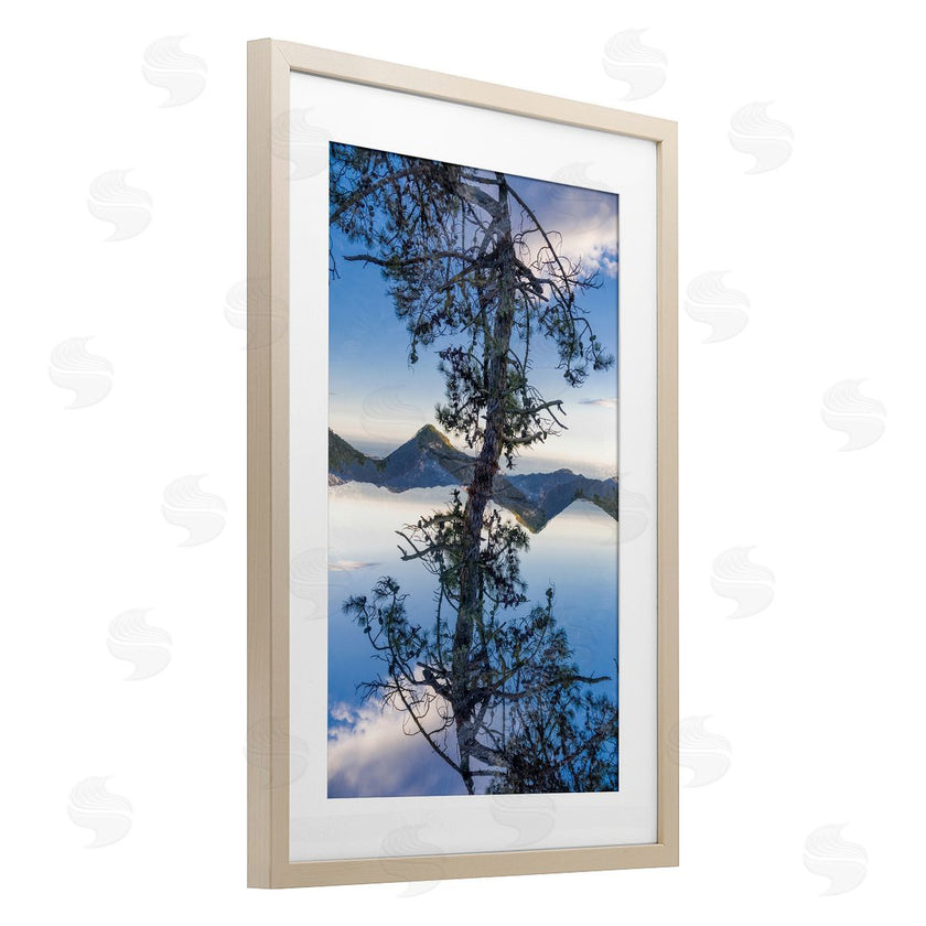 Robin Vandenabeele | Tree & Mountain Symmetry