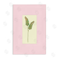 Pooja Dave | Herb Sprig over Pink