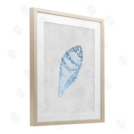 Camila Juncos | Sea Snail Seashell
