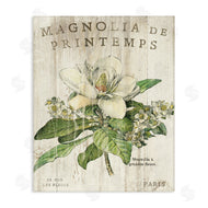 Sue Schlabach | French Magnolias In Spring