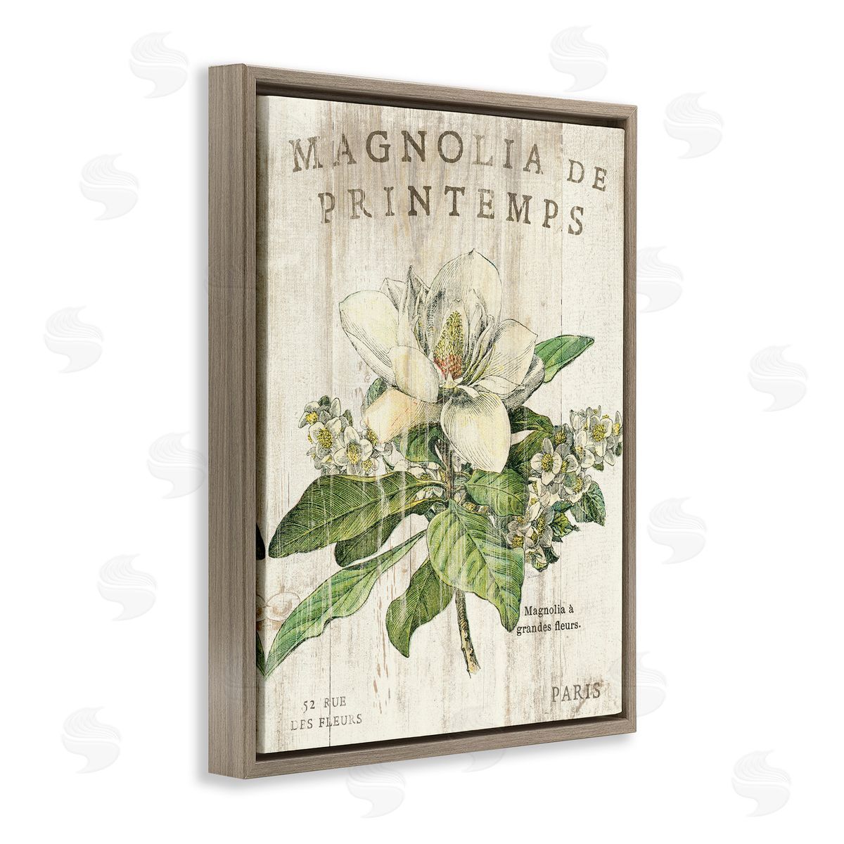 French Magnolias In Spring Brown Floating Frame Canvas Wall Art, Home Decor by Sue Schlabach