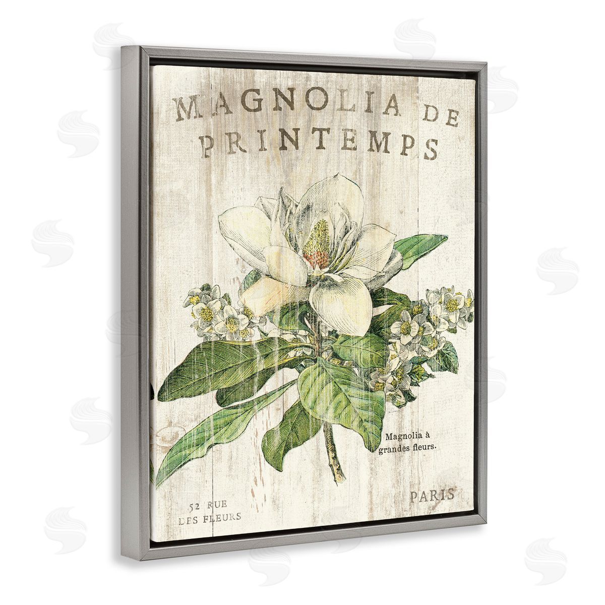 French Magnolias In Spring Grey Floating Frame Canvas Wall Art, Home Decor by Sue Schlabach