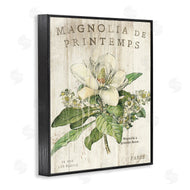 Sue Schlabach | French Magnolias In Spring