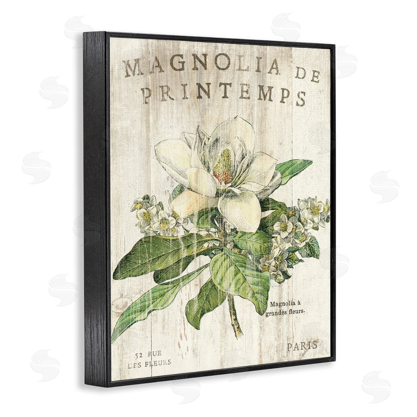 Sue Schlabach | French Magnolias In Spring