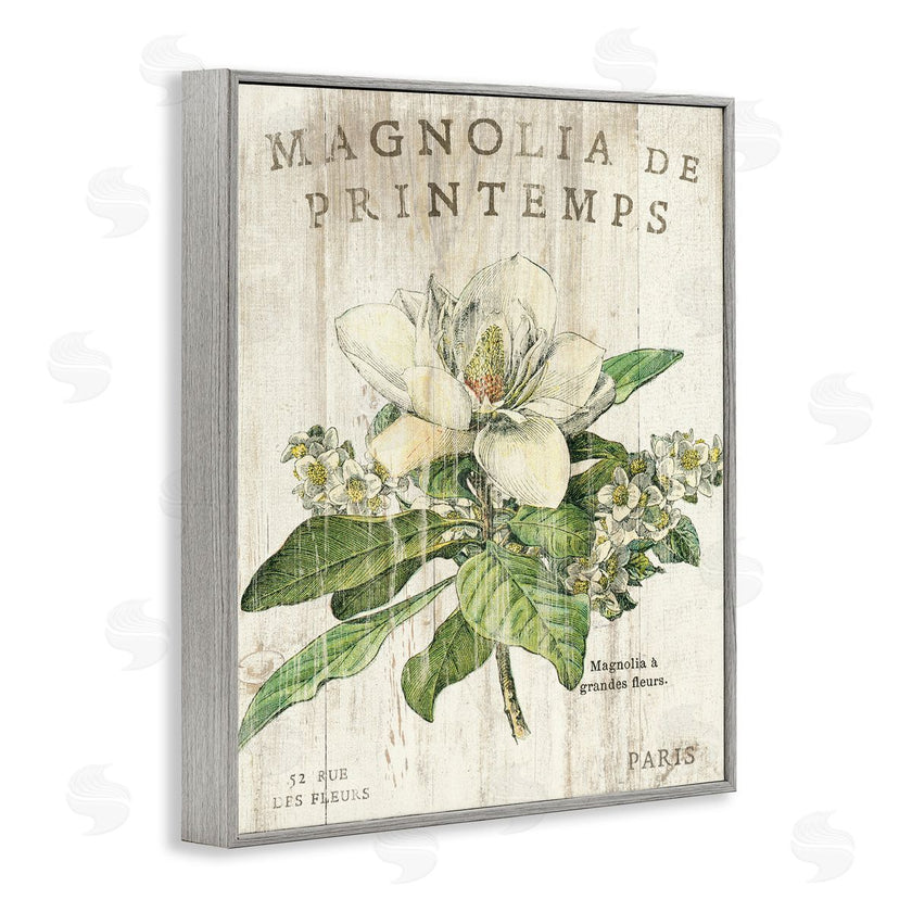 Sue Schlabach | French Magnolias In Spring