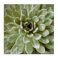 Stupell Studio | Green Botanical Succulent Bloom