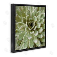 Stupell Studio | Green Botanical Succulent Bloom