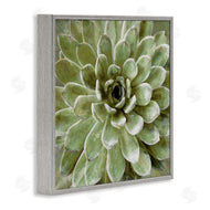 Stupell Studio | Green Botanical Succulent Bloom