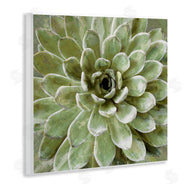 Stupell Studio | Green Botanical Succulent Bloom