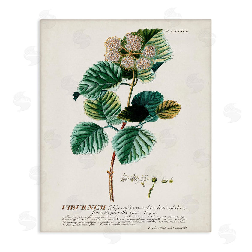 Unknown | Scientific Botanical Plant Seeds