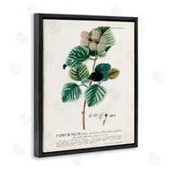 Unknown | Scientific Botanical Plant Seeds