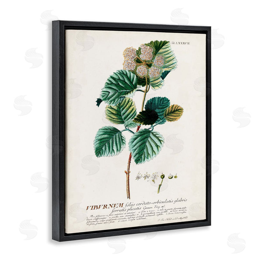 Unknown | Scientific Botanical Plant Seeds