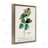Unknown | Scientific Botanical Plant Seeds