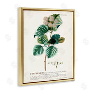 Unknown | Scientific Botanical Plant Seeds