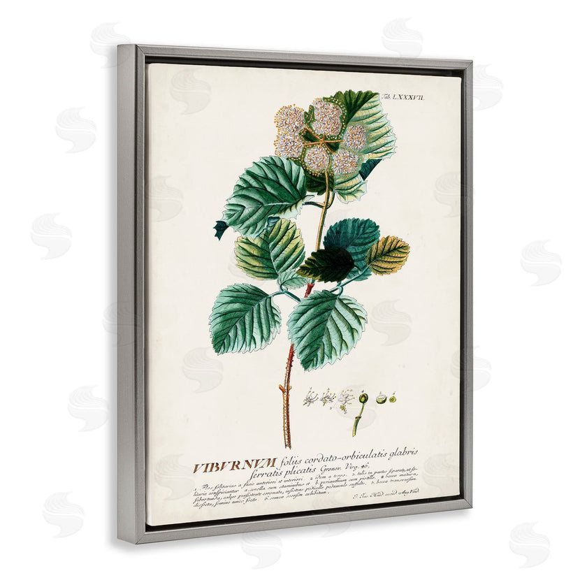 Unknown | Scientific Botanical Plant Seeds