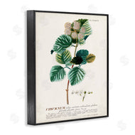 Unknown | Scientific Botanical Plant Seeds