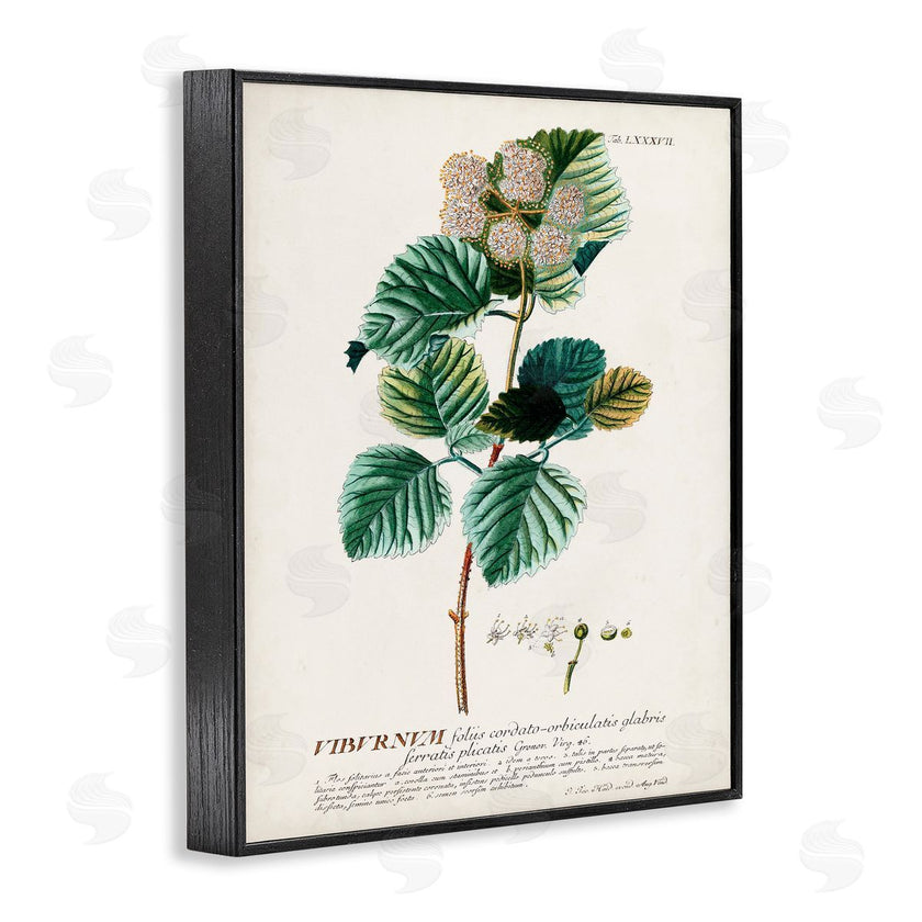 Unknown | Scientific Botanical Plant Seeds