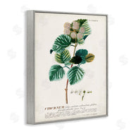 Unknown | Scientific Botanical Plant Seeds