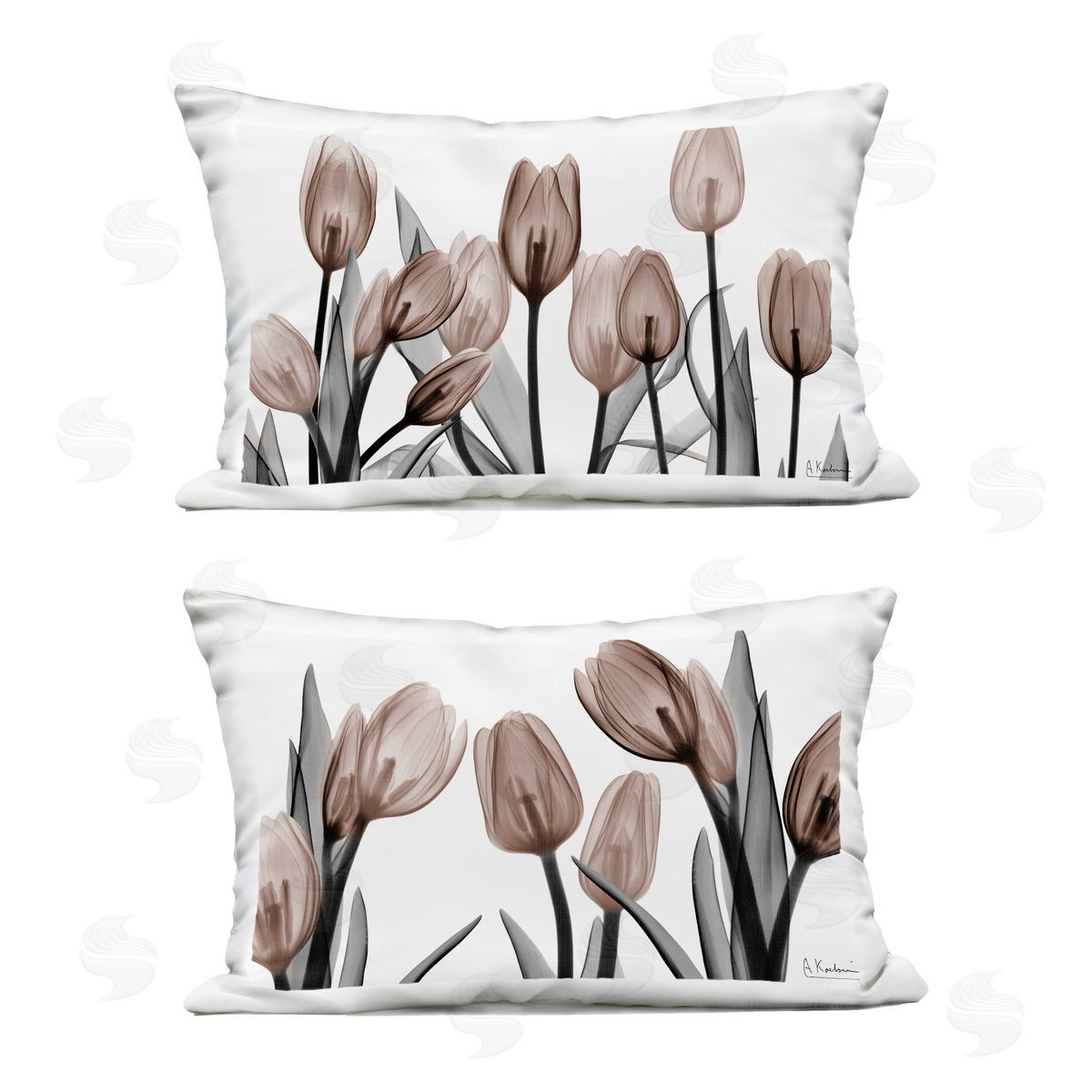 Albert Koetsier | Translucent Tulips in Mocha
