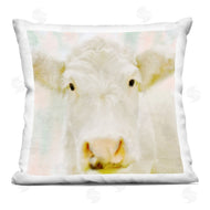 Kim Allen | Close Up Soft White Cattle Portrait
