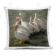 David Lorenz | Seaside Pelicans Preening