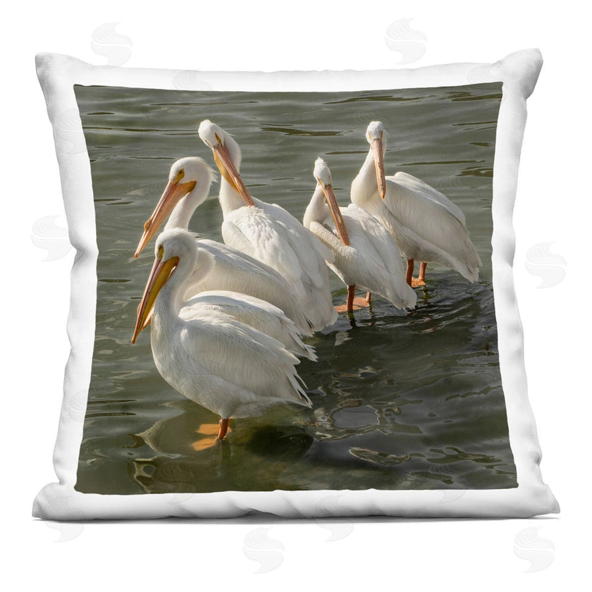 David Lorenz | Seaside Pelicans Preening