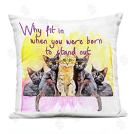 Kim Curinga | Why Fit In Individuality Cats Phrase