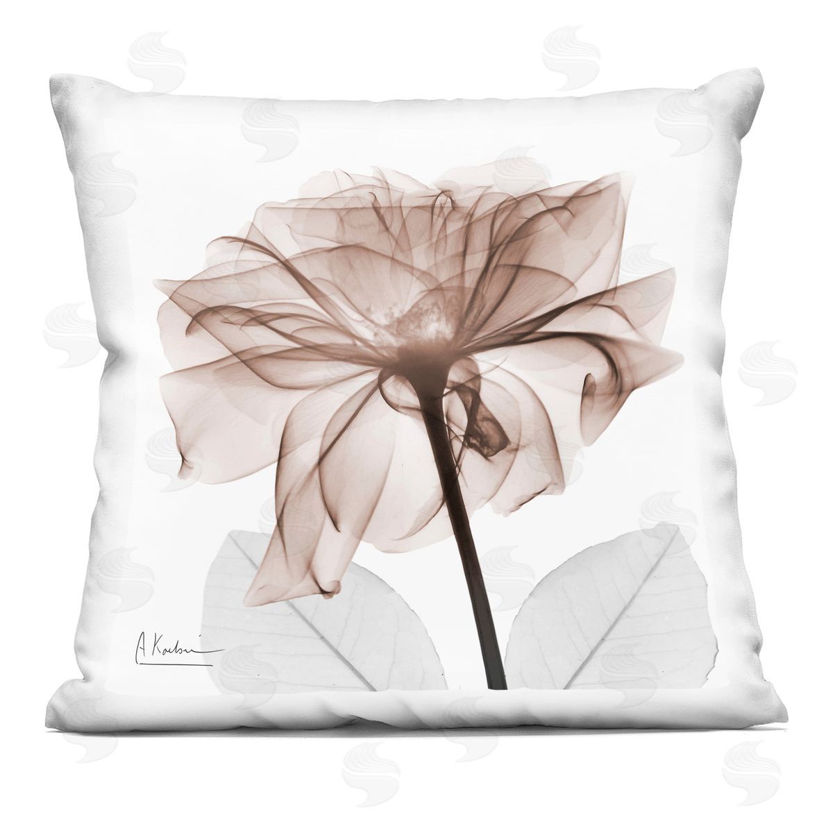 Albert Koetsier | Opaque Rose Blossom